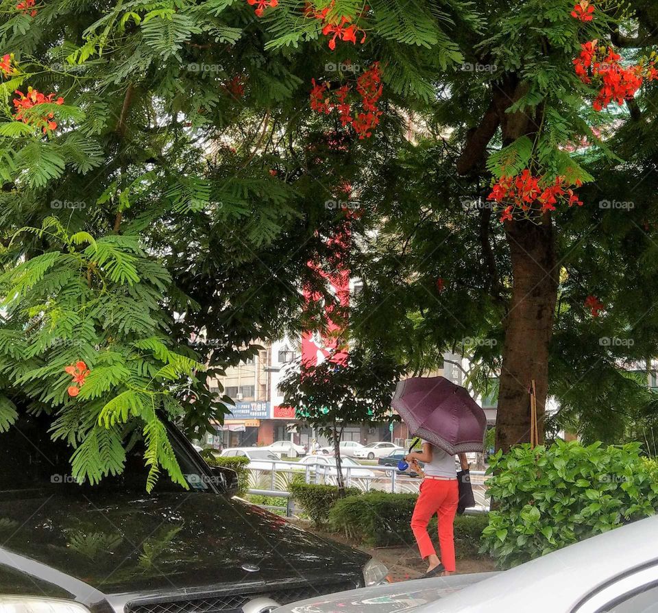 No car day: walking under the beautiful tree.