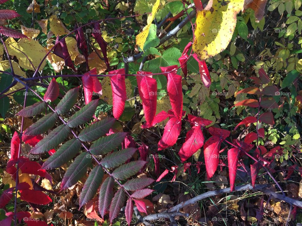 Beautiful Red Leaves from Fall Colors 