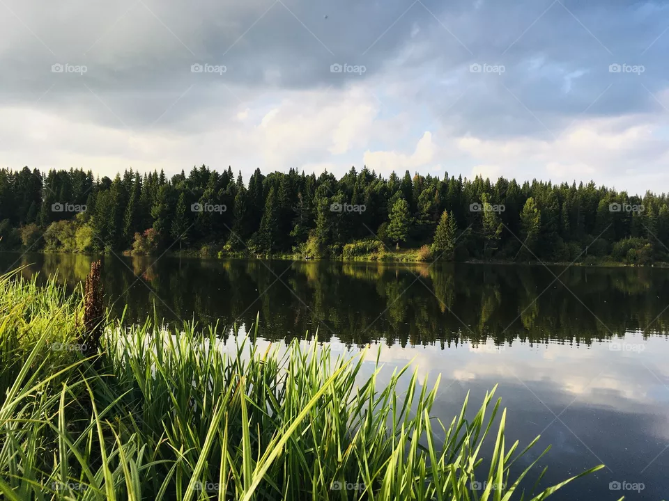 Forest 