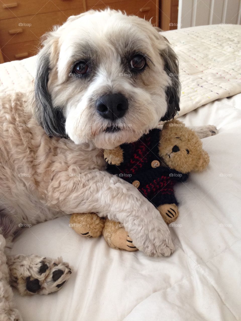 Dog and teddy