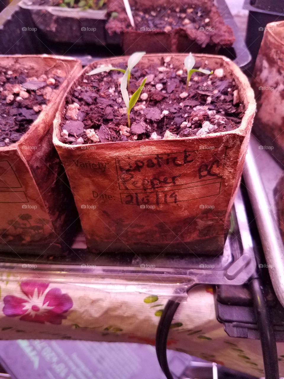 seed growing