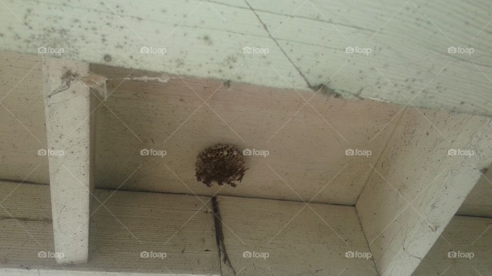 Paper wasp nest above porch