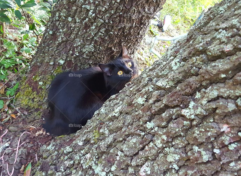 "Bob" resting in the tree