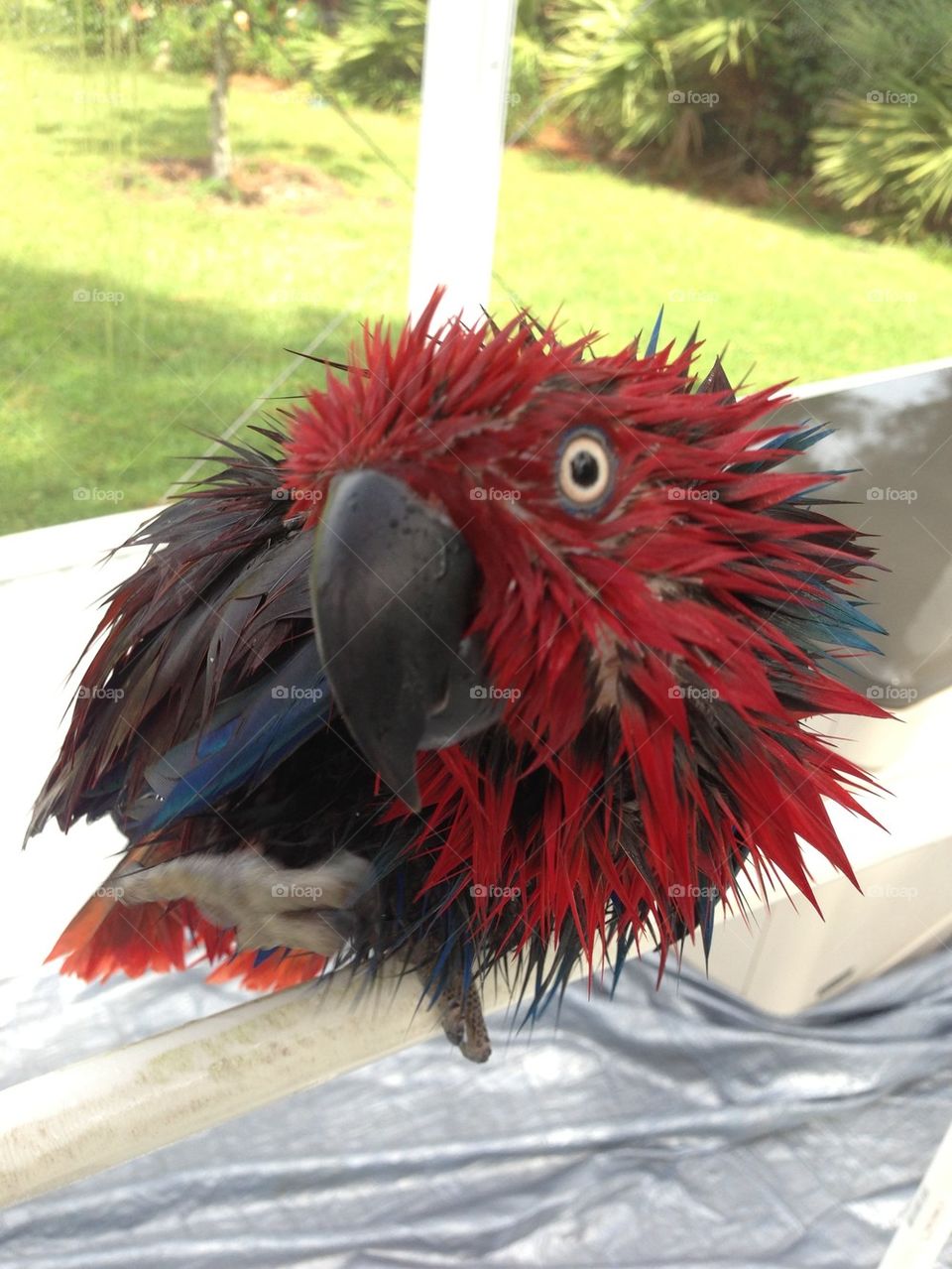 Wet parrot
