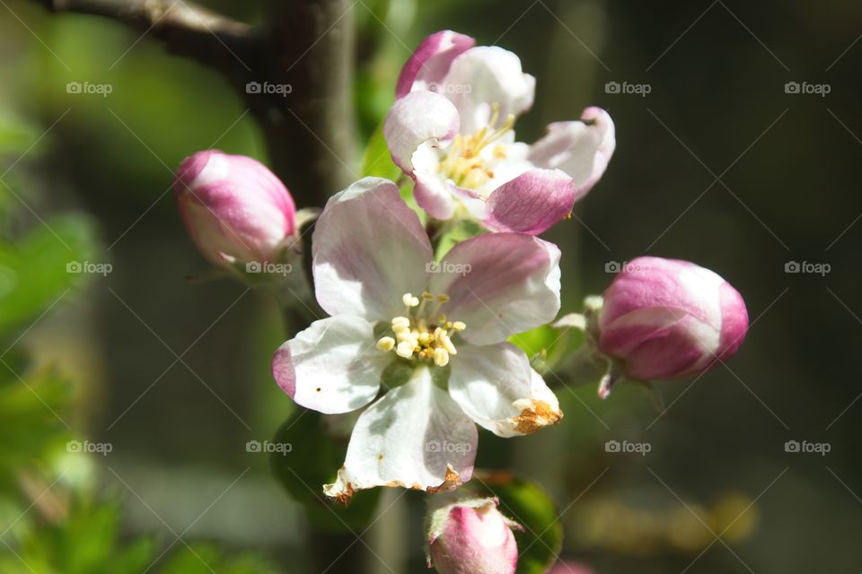 cherry blossom in spring
