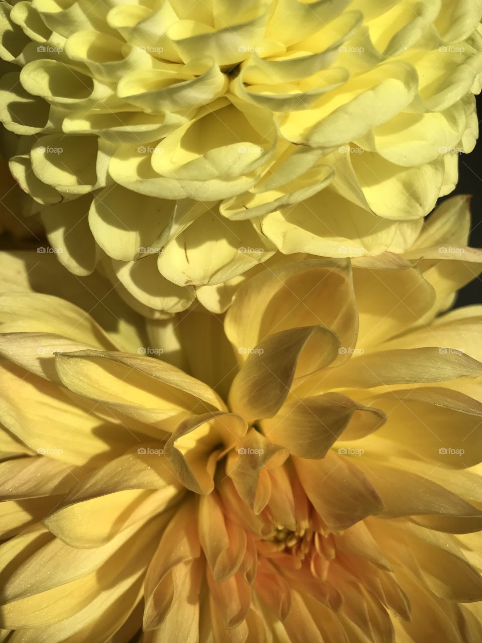 Yellow dahlias for happiness and love. 