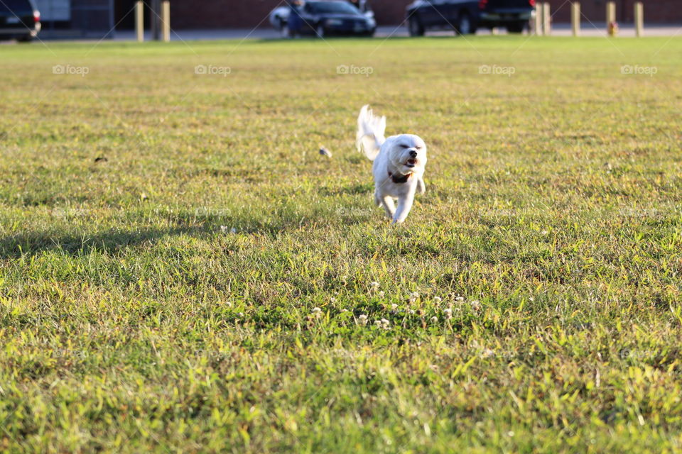 Dog running around the park 