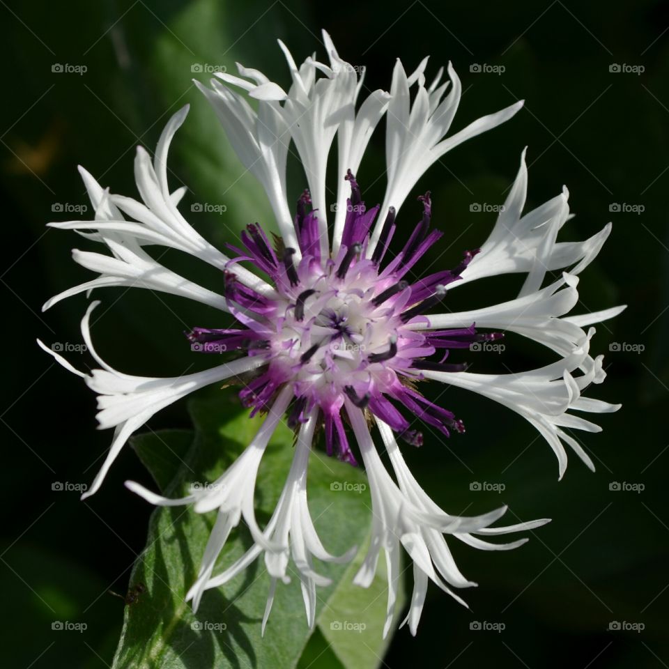 Beautiful Exotic Spring Blossom Bachelor's Button