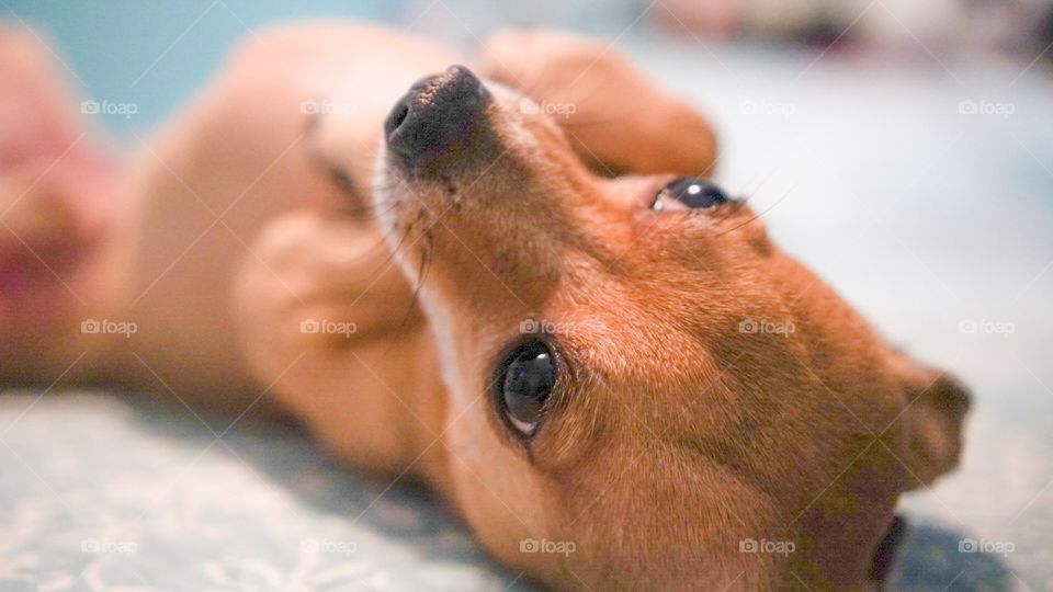 Chihuahua wants a belly rub