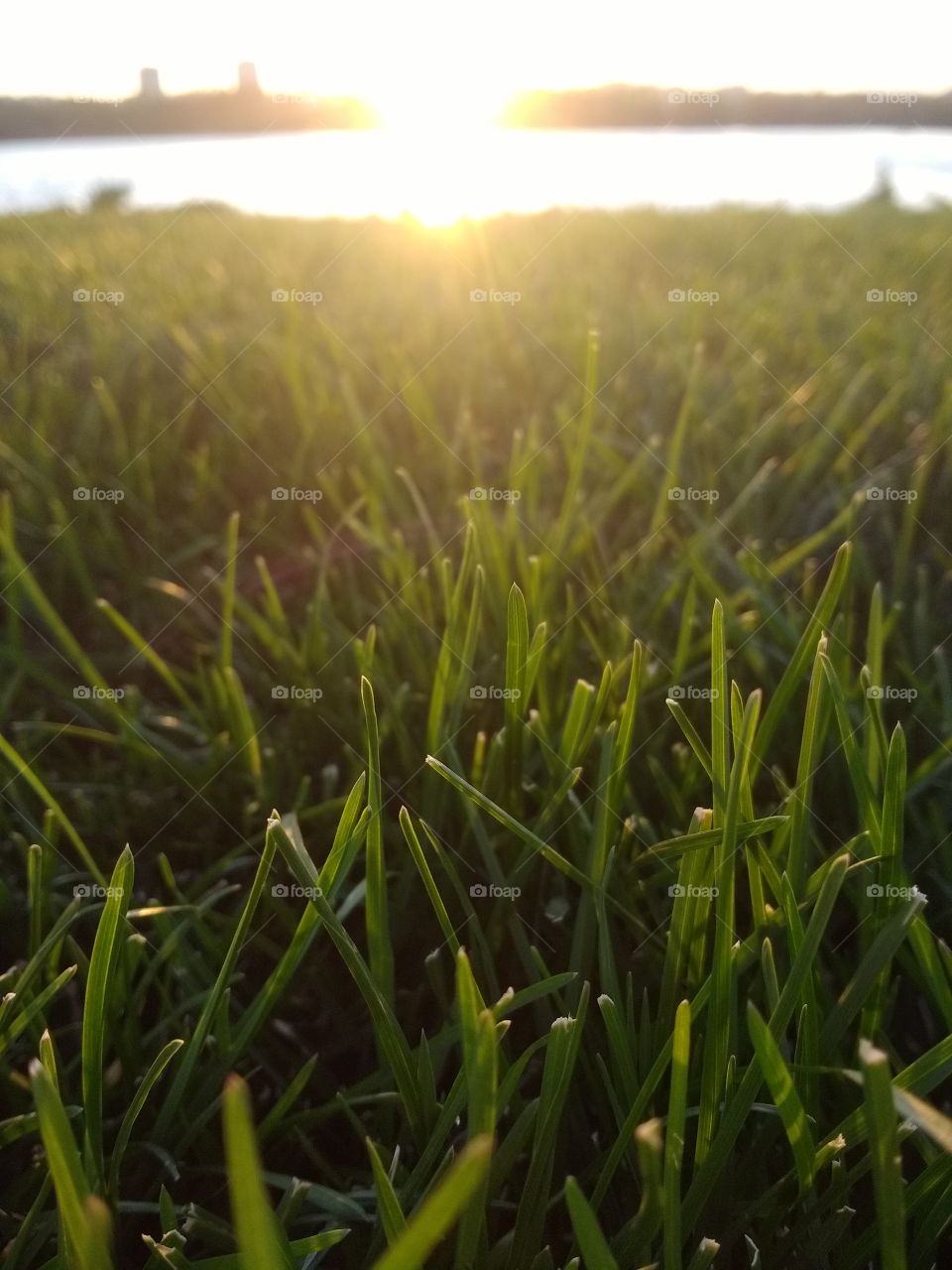 Green grass in the sunlight