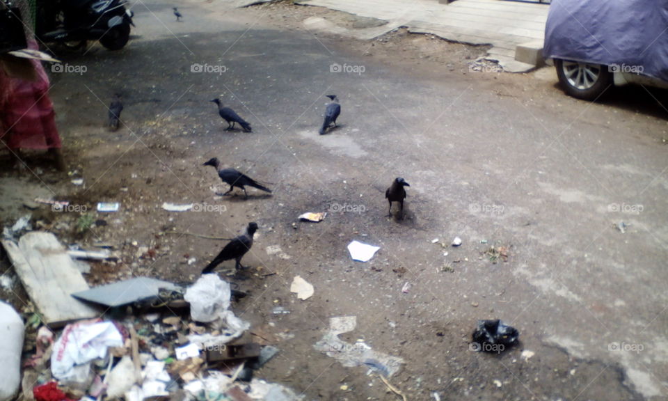 the Crow s all in gartering on street road eating foods so unitey is so good