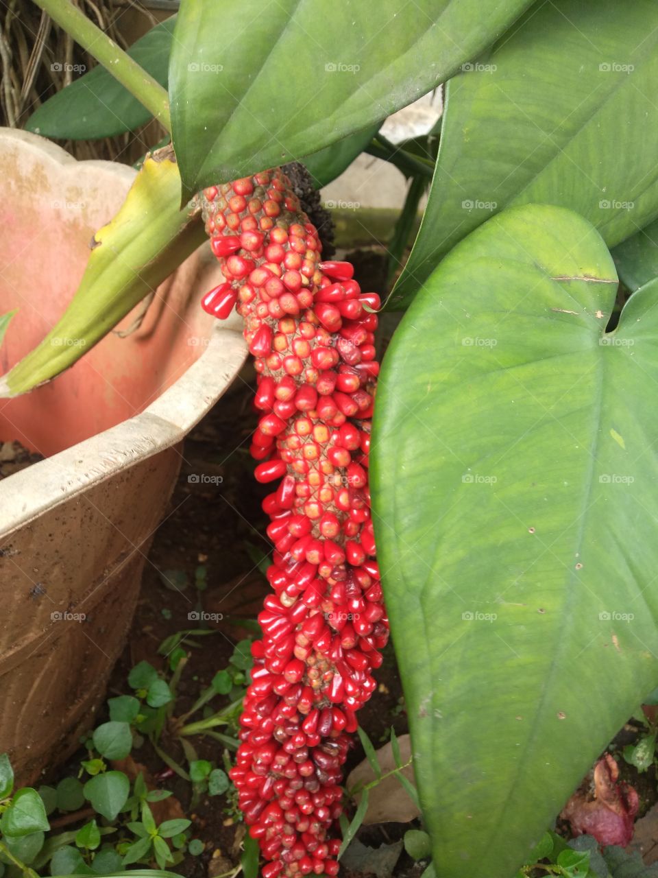 ornamental taro tree seeds that are red and elongated