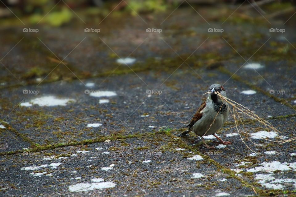 Close up of a sparrow gathering small twigs for nest building