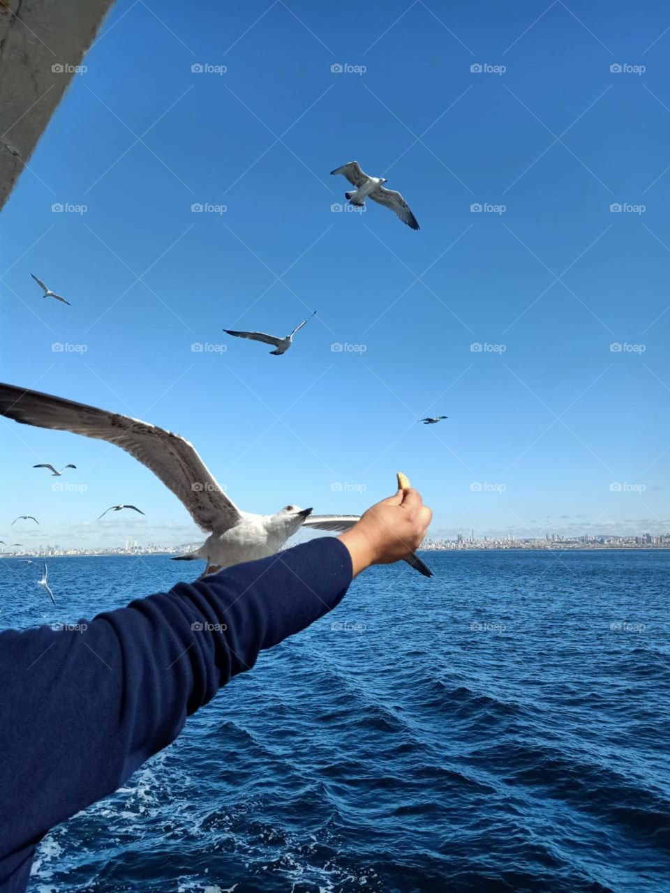 Seagul catching bread