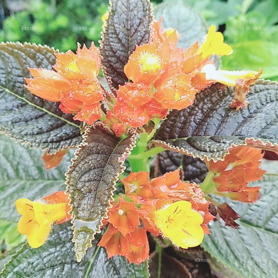 Mix yellow orange begonia flowers