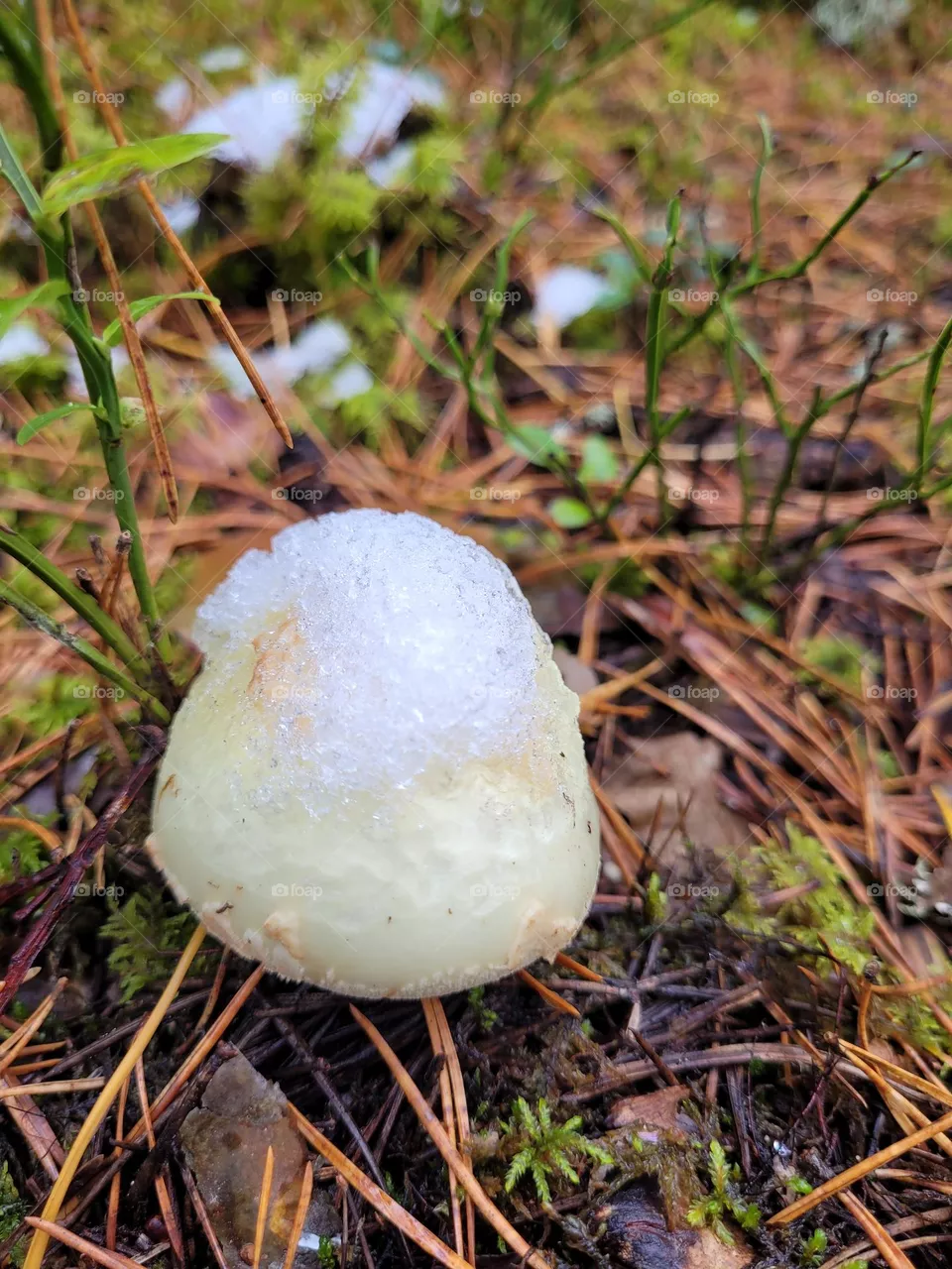 mushroom