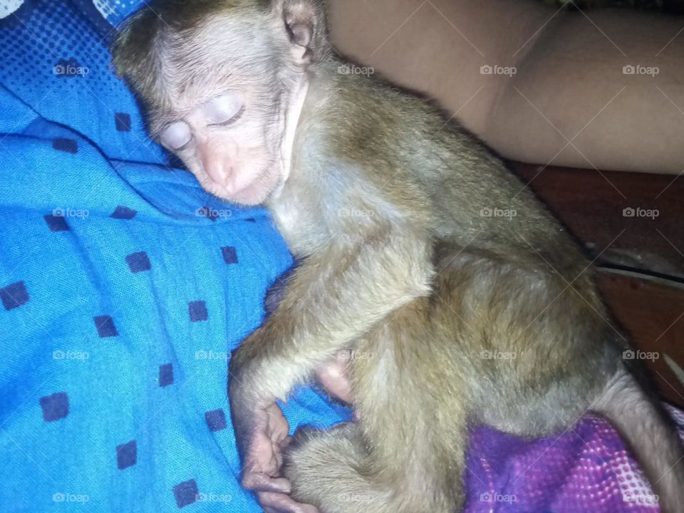 Sleeping Monkey