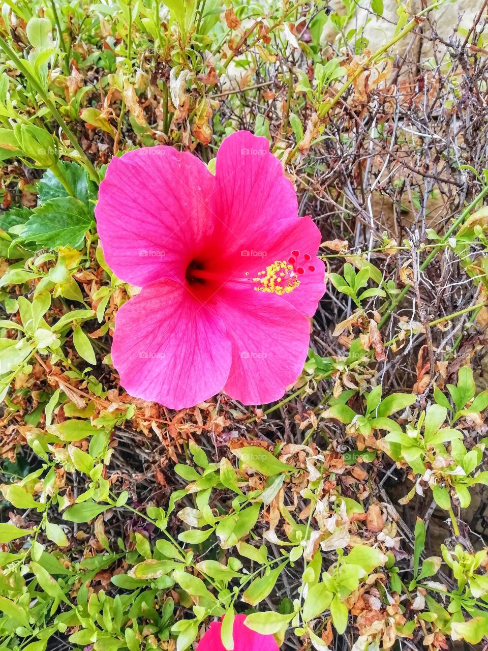 Pink Flower