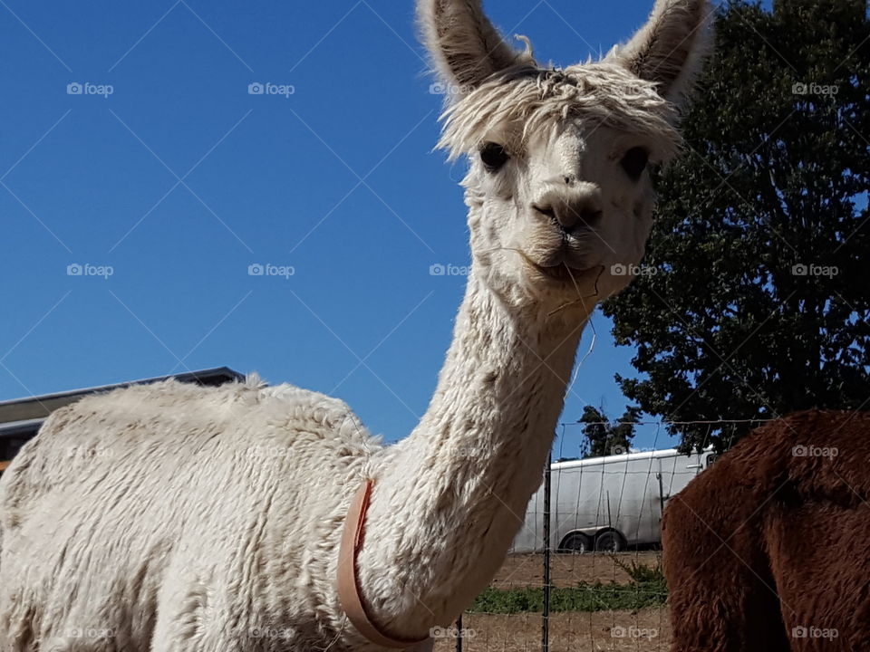 Close-up of portrait alpacas