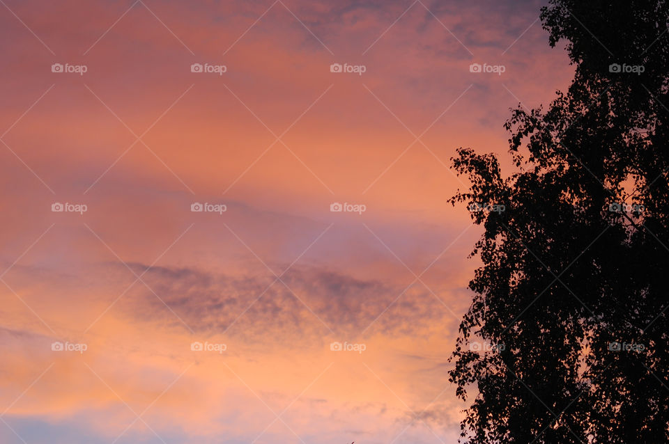 sky pink tree sunset by mamasnest