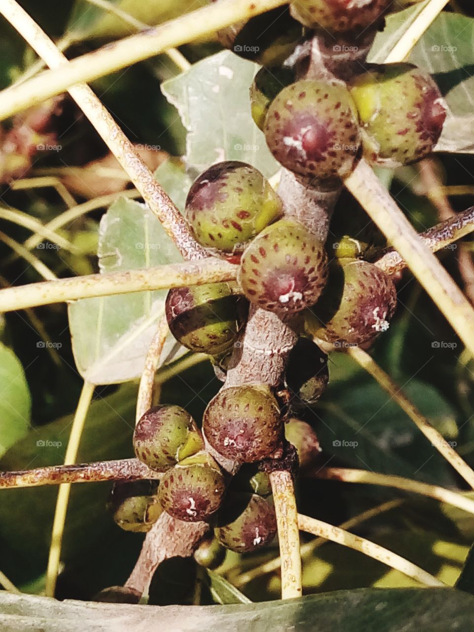 Small fruits of ficus plant.