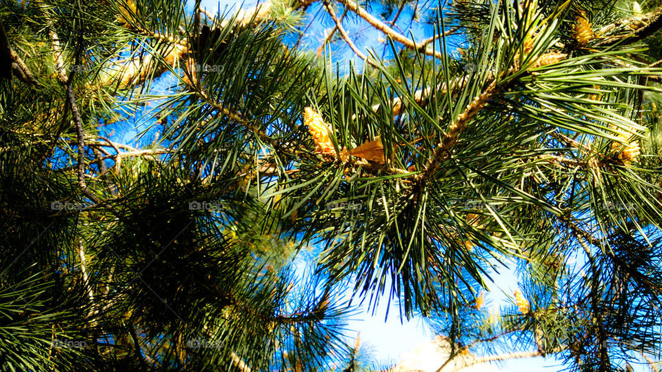 pine tree 