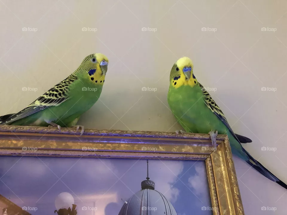 Kiwi and Coco family pets / Playful birdies 🌿