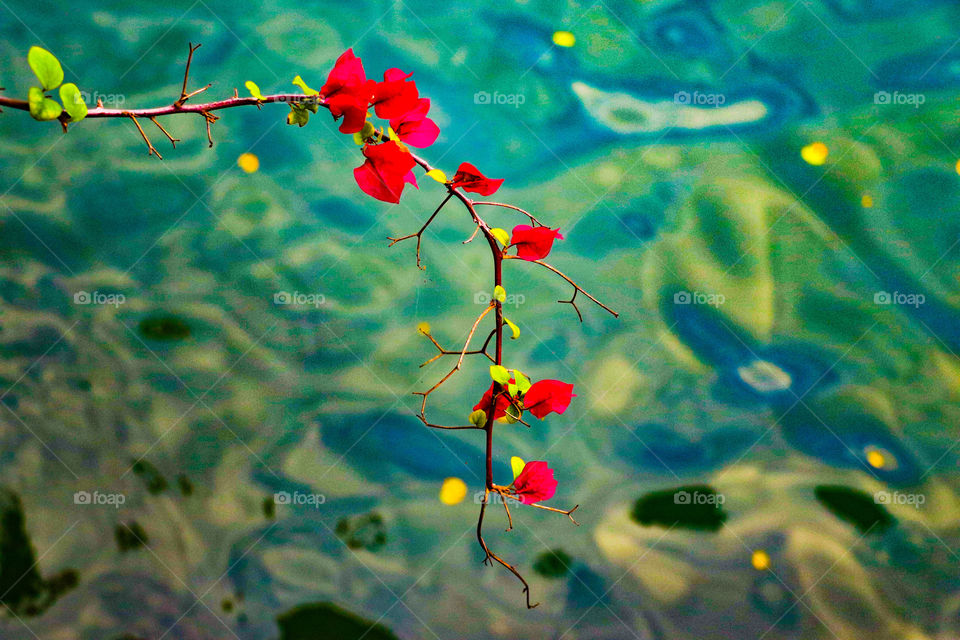 Bougainvillea flower
