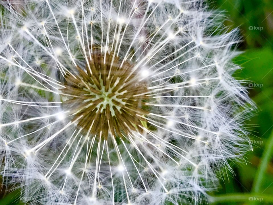 Dandelion 