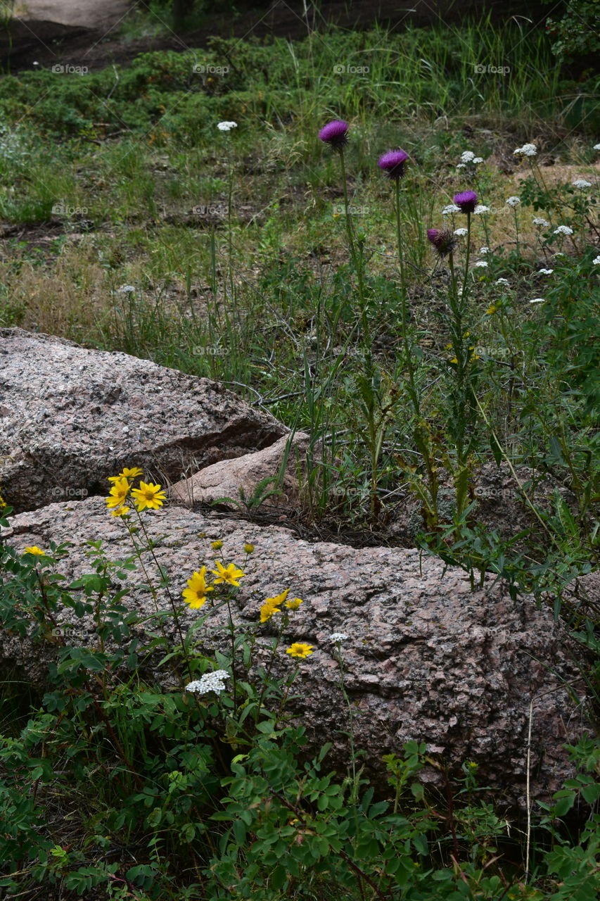 flowers and stones
