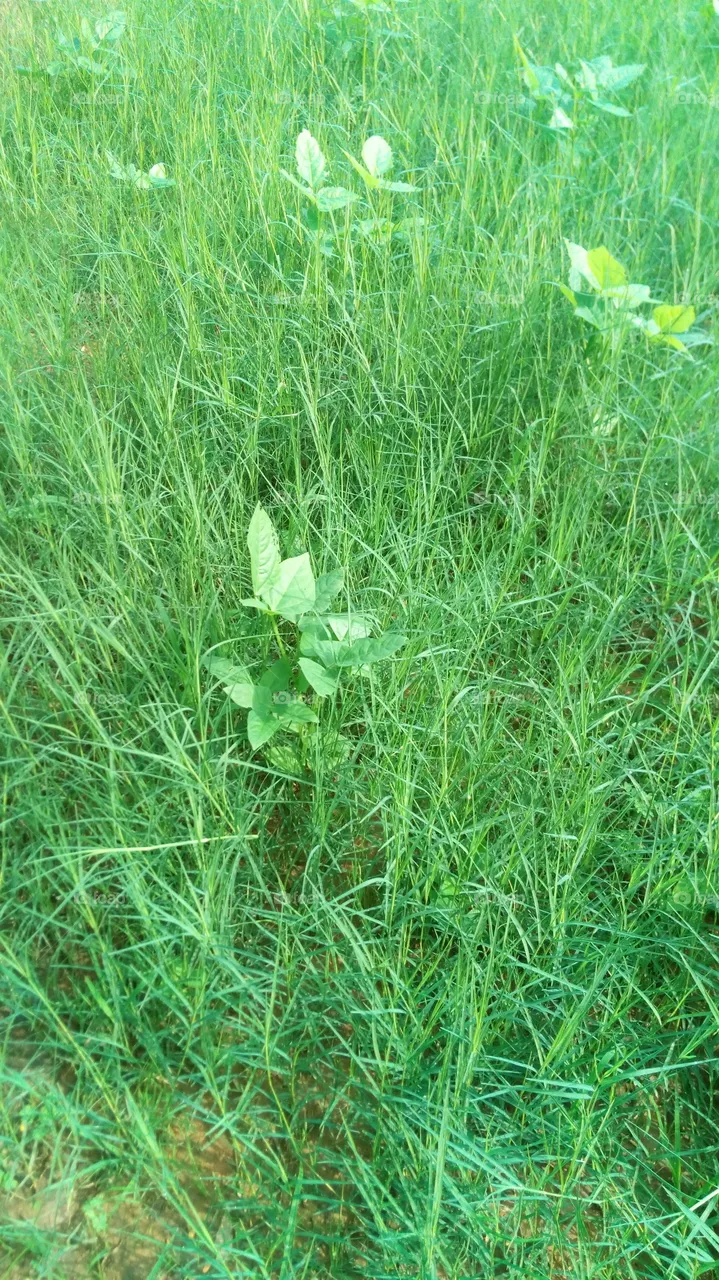 green beauty