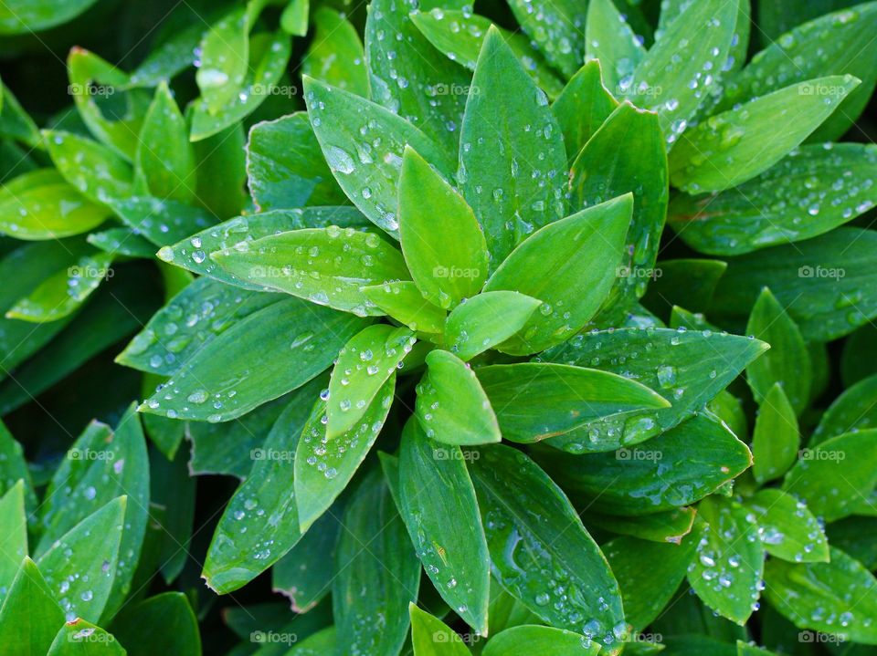 Macro raindrops on a beautiful leaves