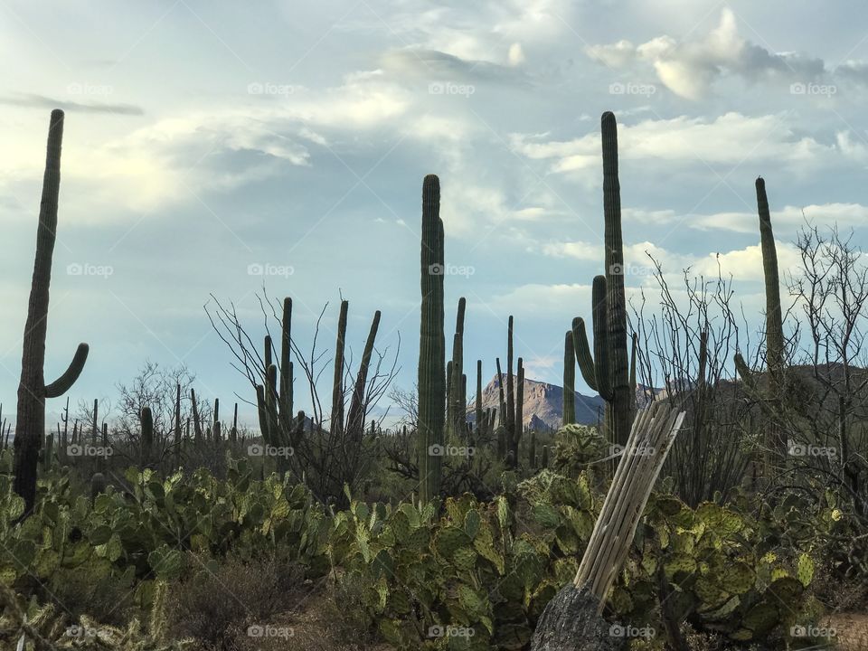 Desert Landscape - Cactus 