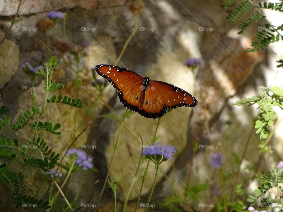 butterfly