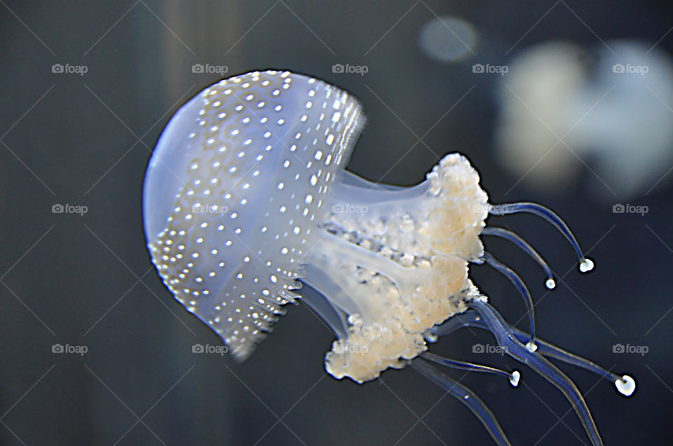 Jellyfish macro