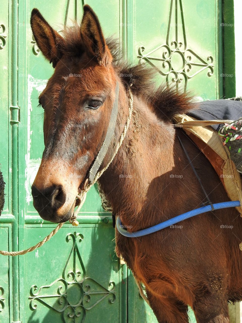 Mule close-up