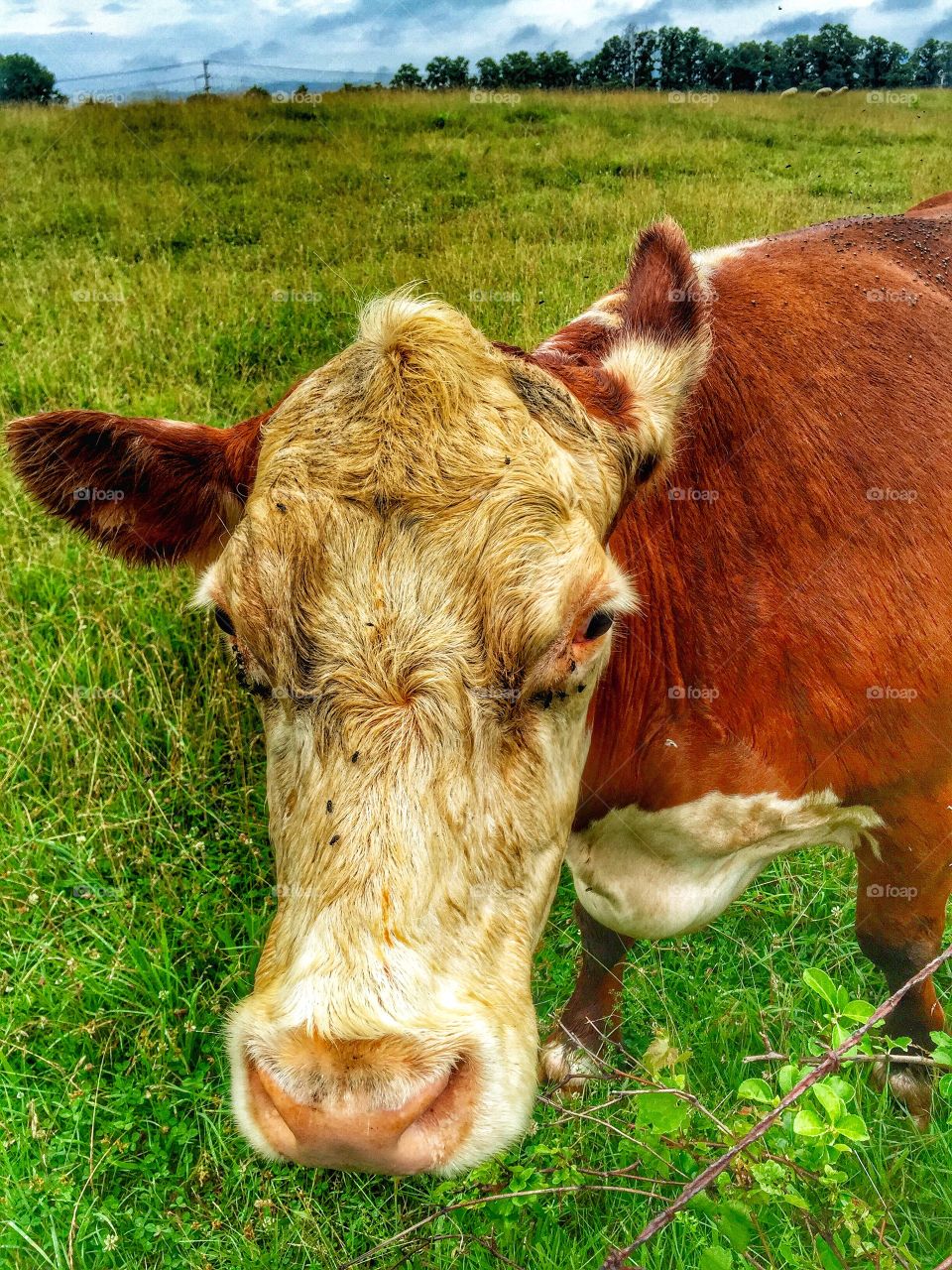 The curious cow. I was on the farm, and this curious cow came up to see me. 