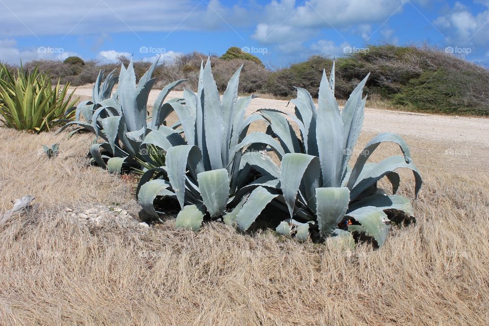 Desert, Cactus, Nature, No Person, Outdoors