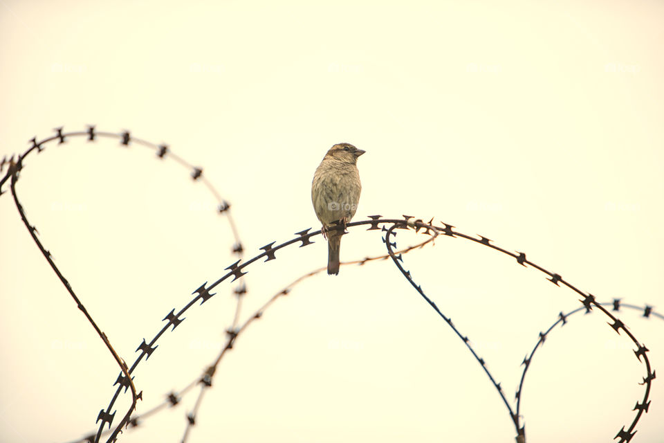 Bird on Barb wire