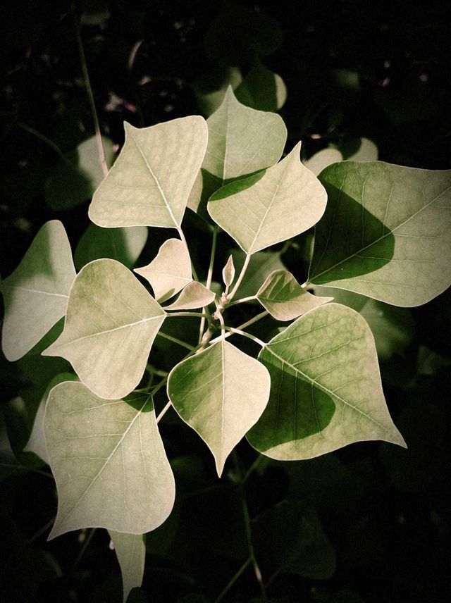 Portrait of a Plant