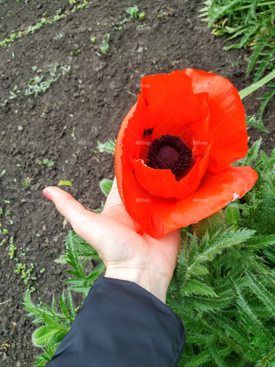 Huge poppy flower