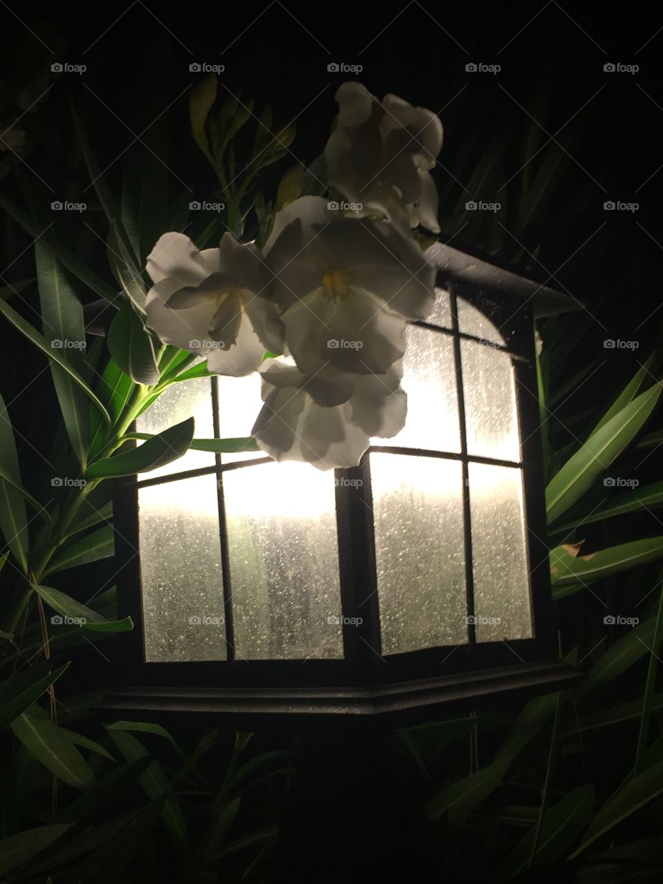 Flower and Lantern