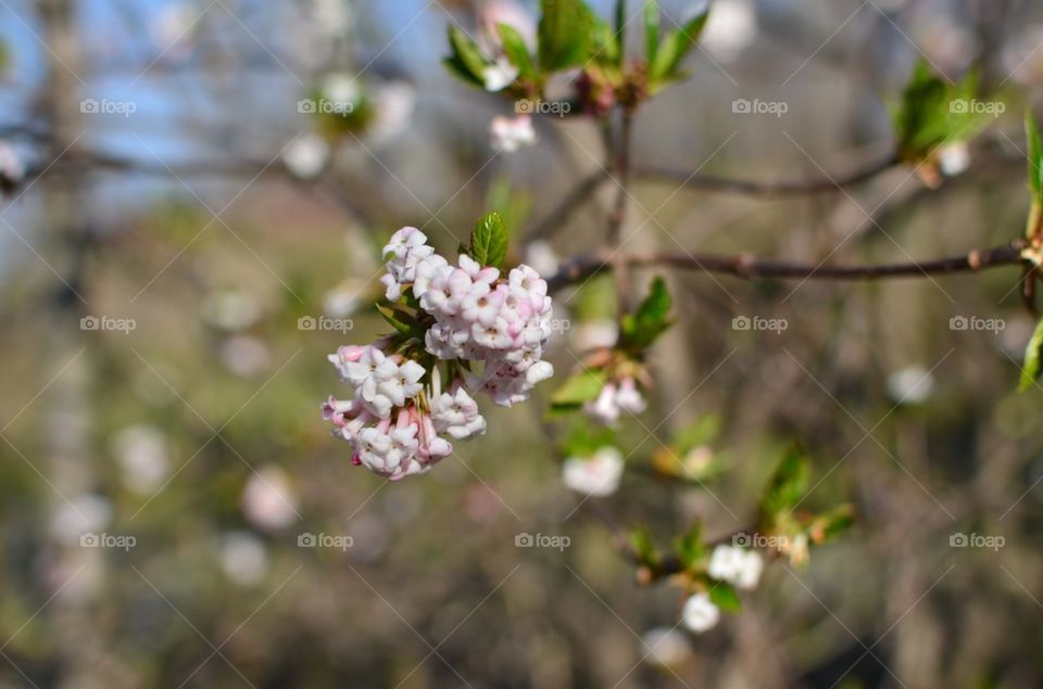 blossoms