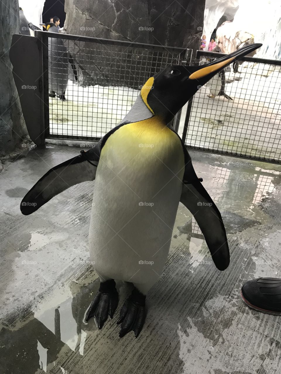 A beautiful penguin with a silly attitude. 