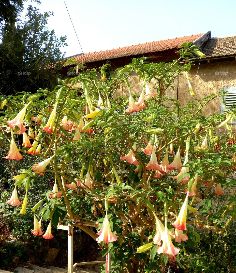 Brugmansia suaveolens