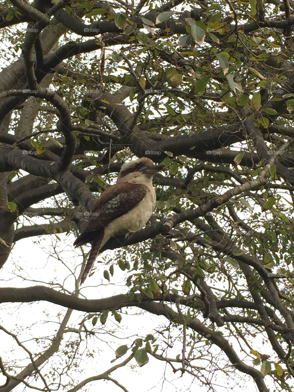 Kookaburra