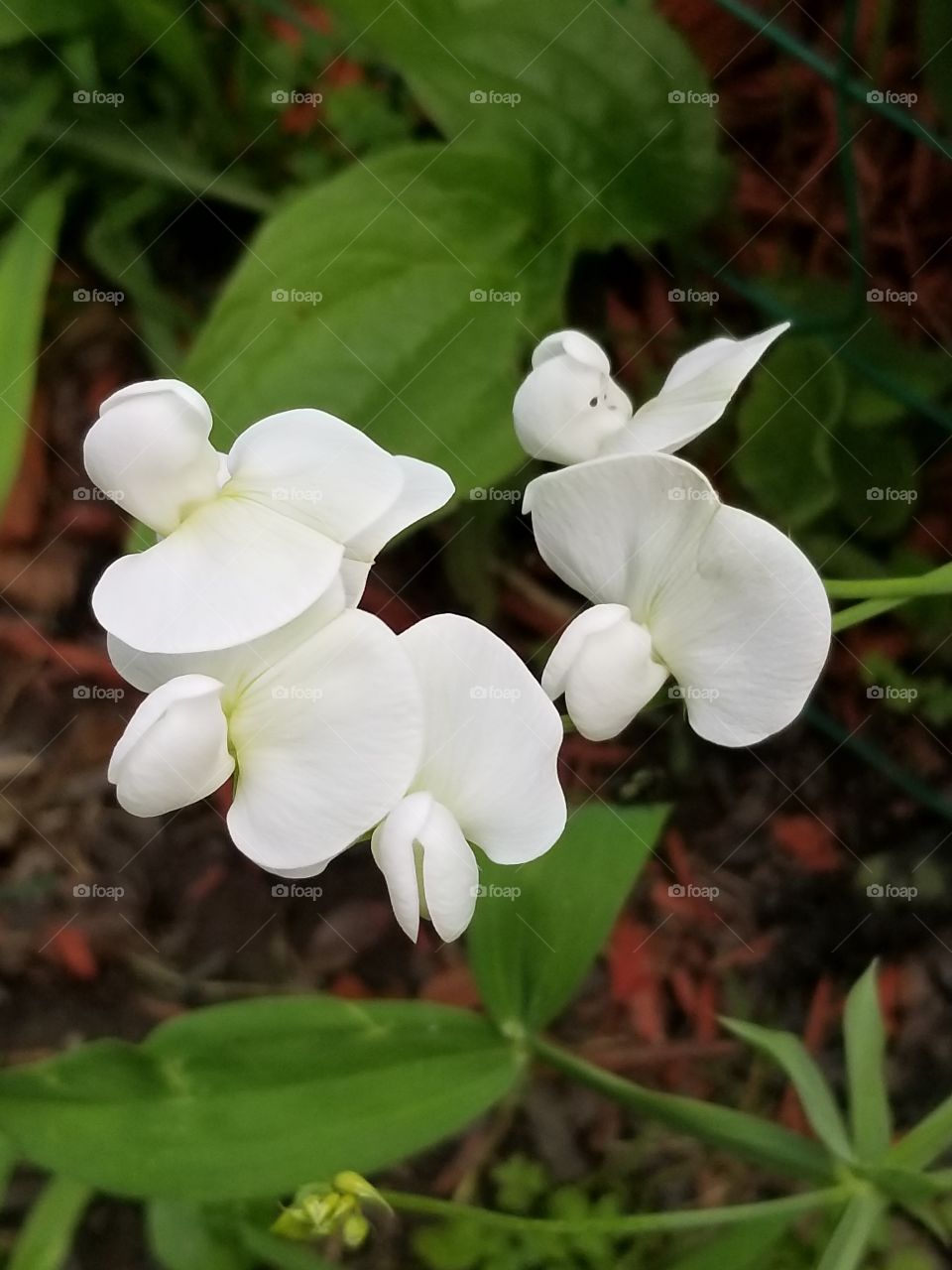 Sweet Peas