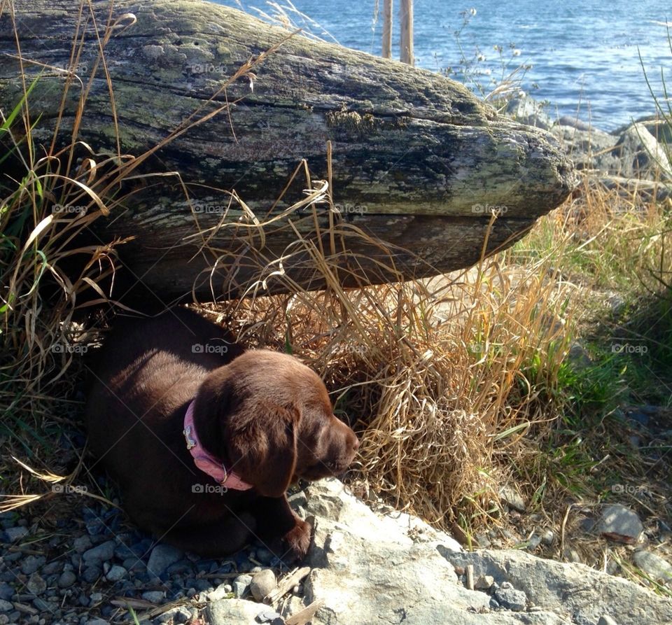 Labrador puppy taking a break during first trip to the ocean.