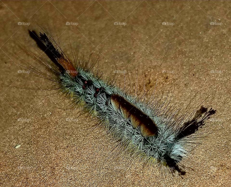 Fuzzy Caterpillar on the Porch