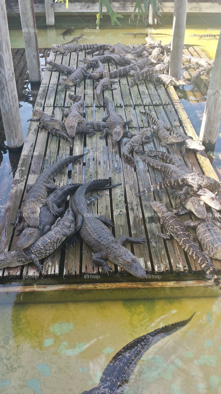 Alligators